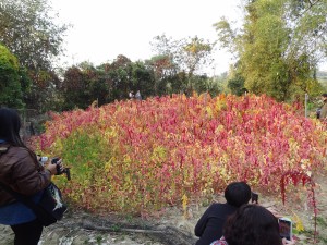 二叔的菜園